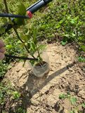  Trüffelbaum-Aufzucht, Tropfbewässerung Julian Hill, KA-Weingarten, Trüffelbaum-Vermehrungen 