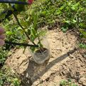  Trüffelbaum-Aufzucht, Tropfbewässerung Julian Hill, KA-Weingarten, Trüffelbaum-Vermehrungen 
